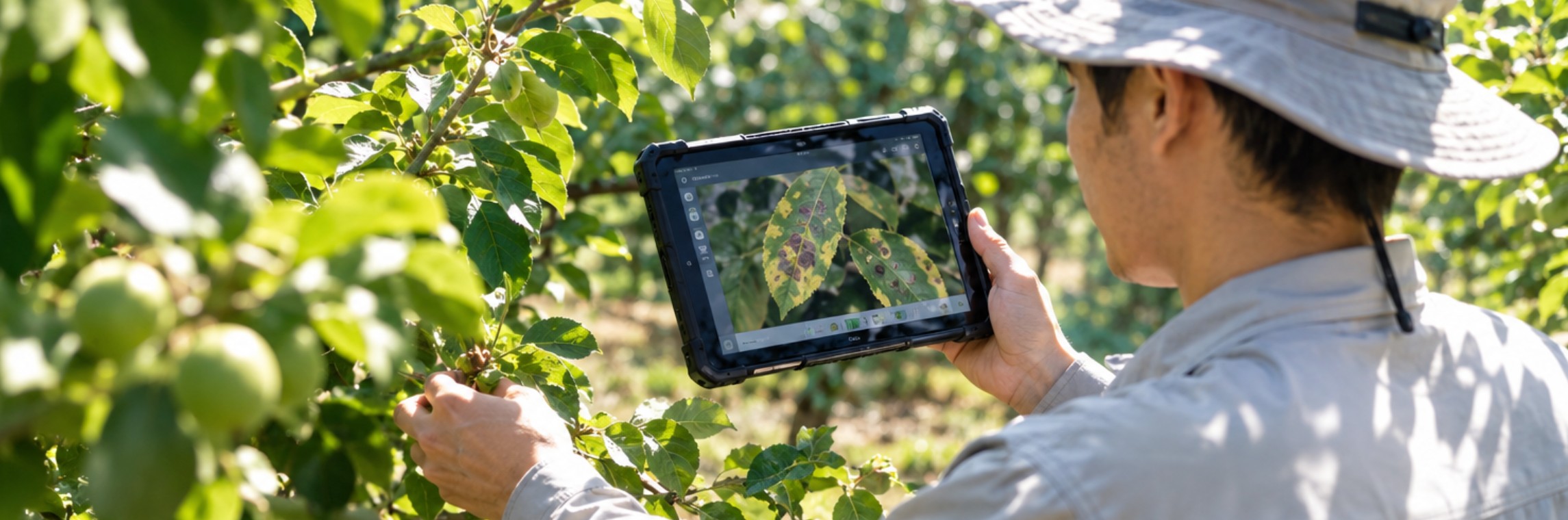 Scout checking a disease photo on the HTNJ10C rugged tablet screen in bright midday orchard sunlight